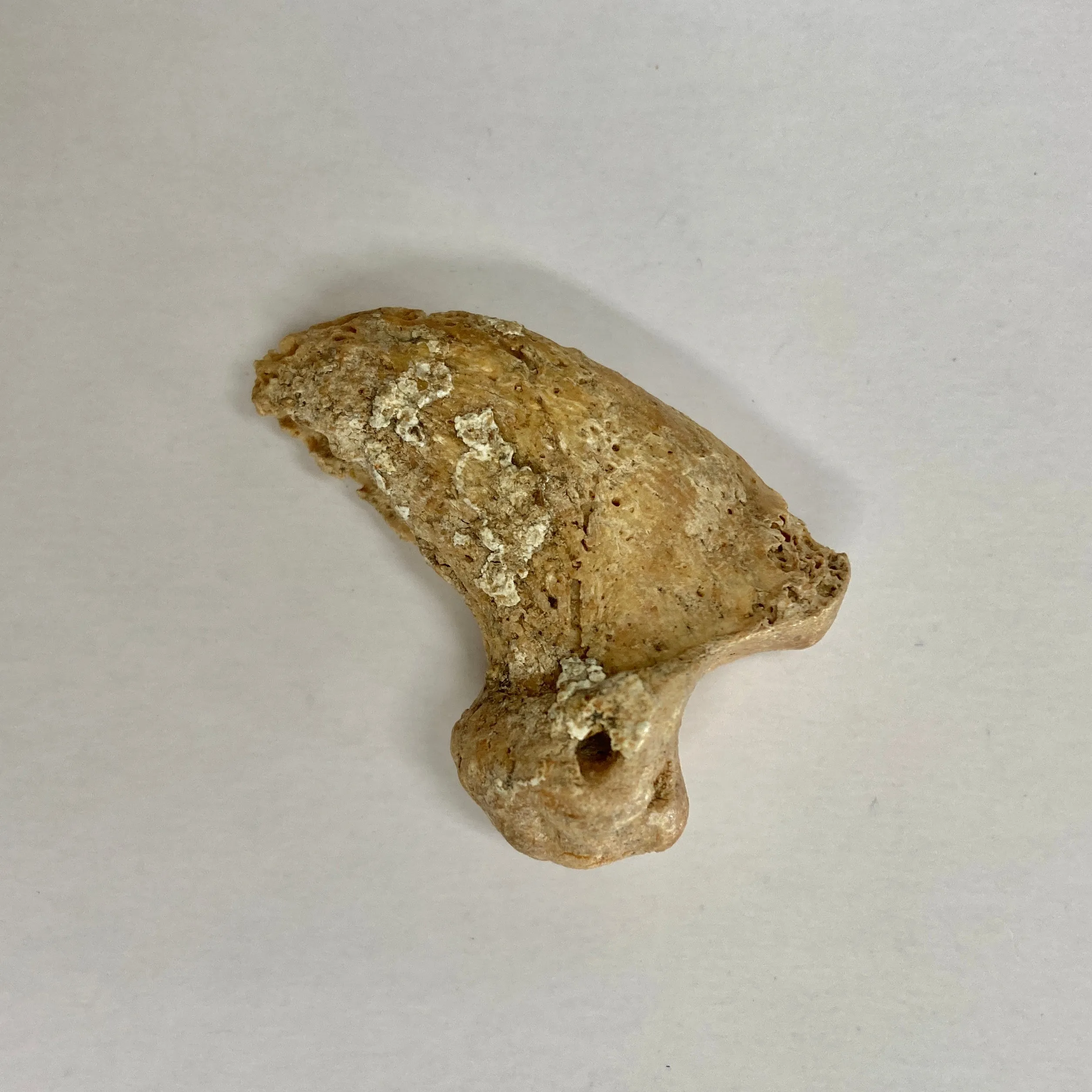 Cave Bear Claw